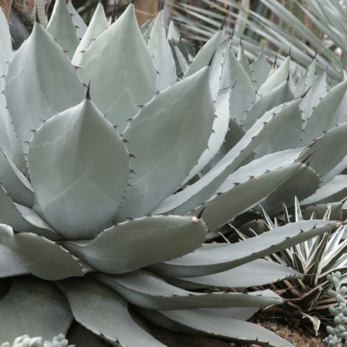 closer view of Agave Applanata leaves