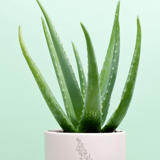 Potted Aloe Vera Plant