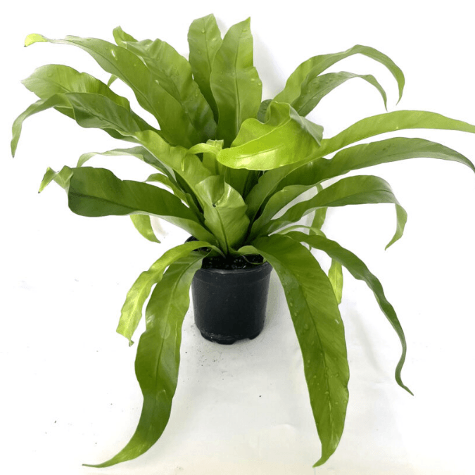 Asplenium Antiquum birdsnest fern
