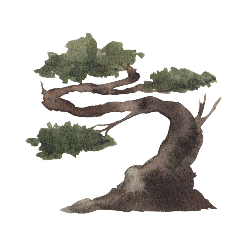 Bonsai available at Growing Hobby