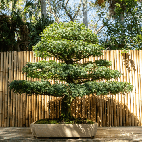 Brazilian Rain Tree as bonsai