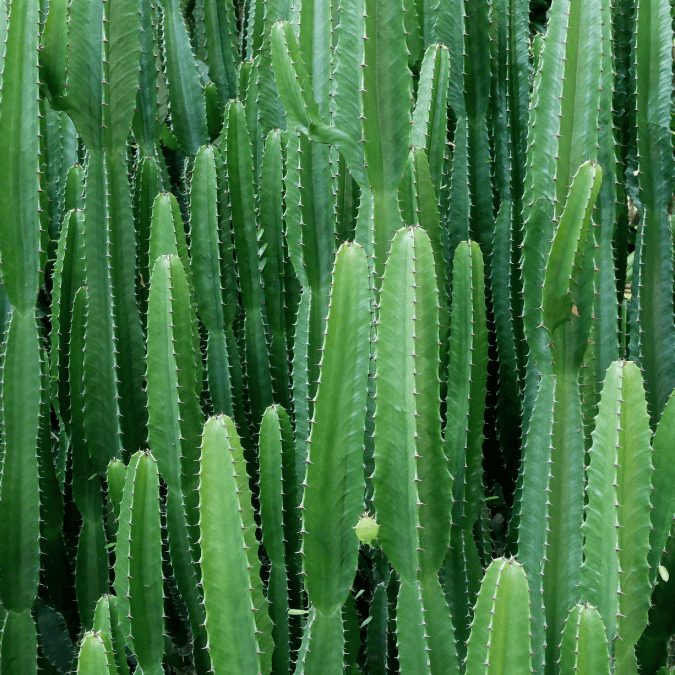cactus at Growing Hobby