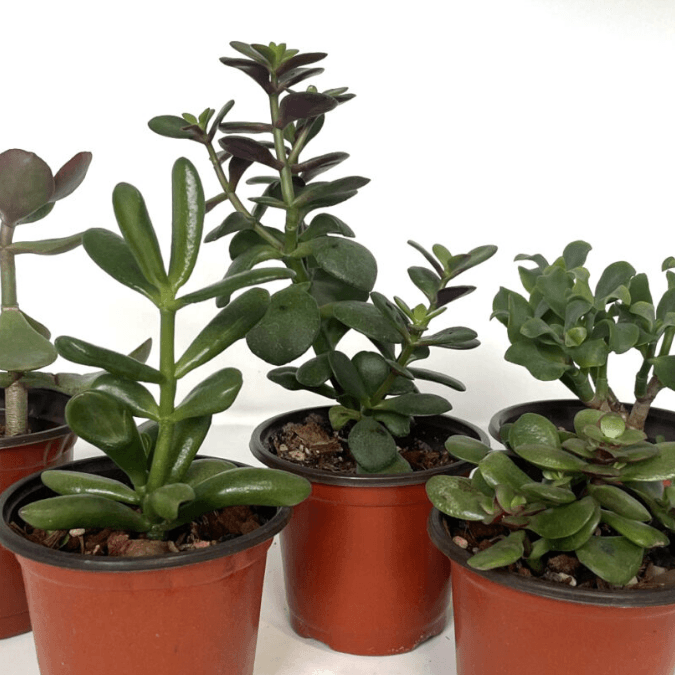 tillandsia air plant