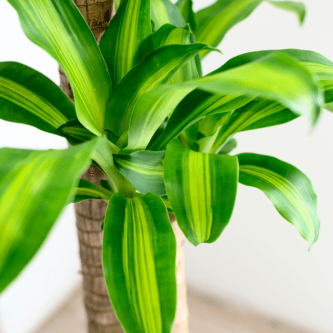 tillandsia air plant