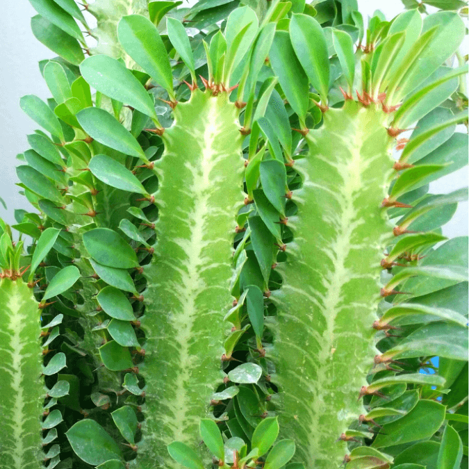 Euphorbia Growing Hobby