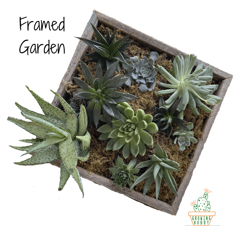 tillandsia air plant