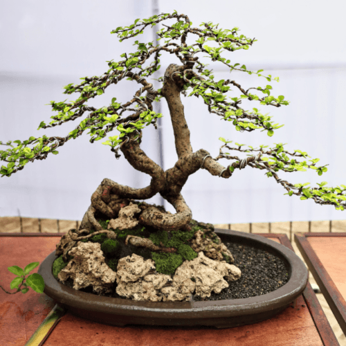 Fukien Tea Tree as Bonsai