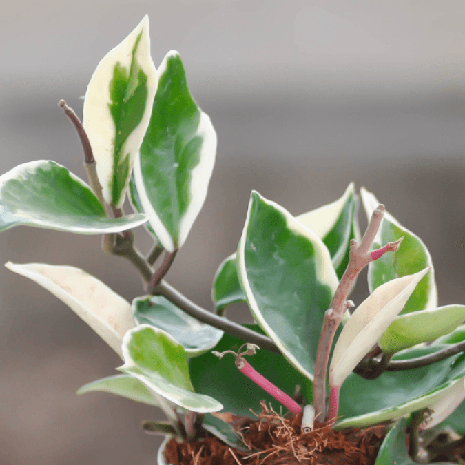 Hoya - Growing Hobby