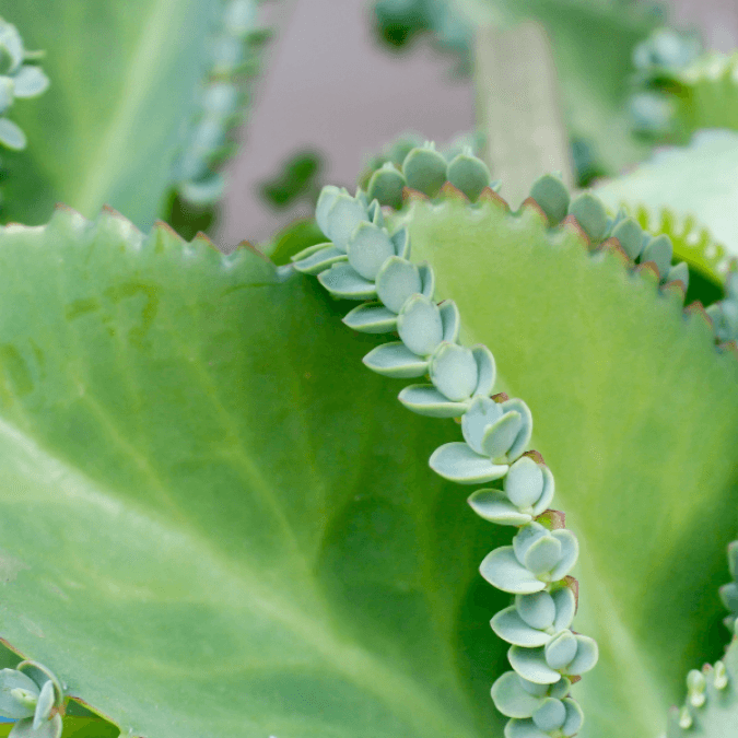 Yellow Kalanchoe