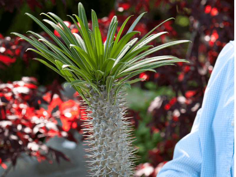 tillandsia air plant