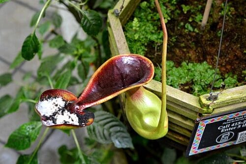 Nepenthes | Pitcher Plant