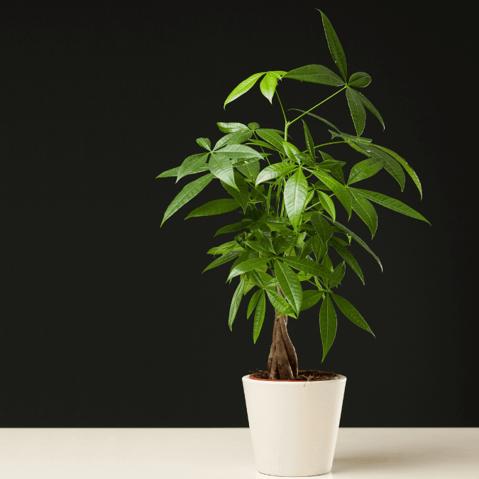 tillandsia air plant