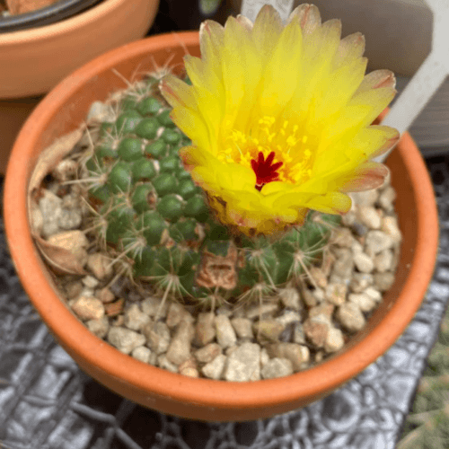 Parodia