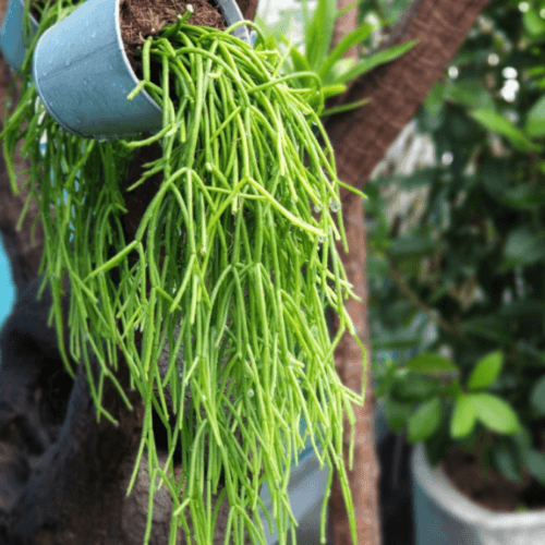 Rhipsalis