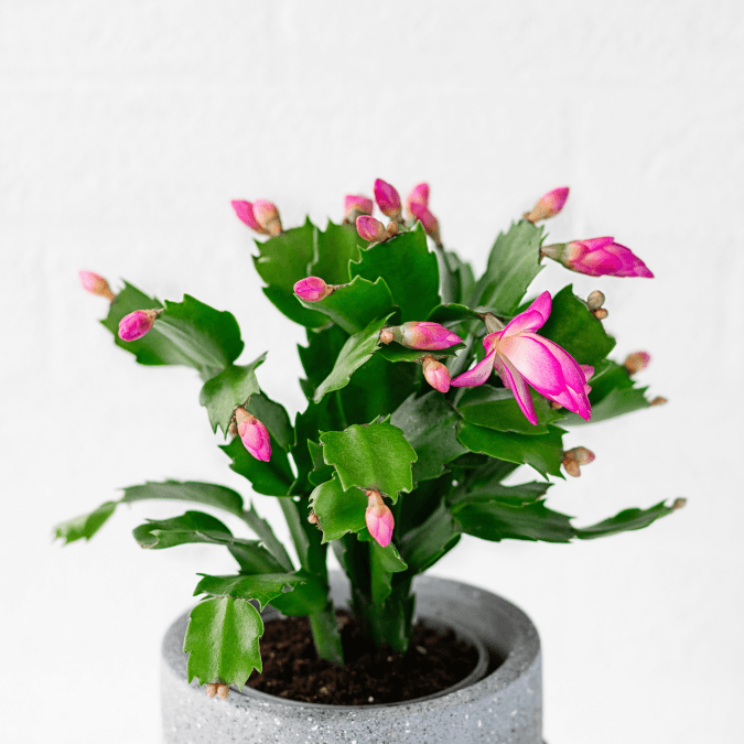 pink Schlumbergera holiday cactus