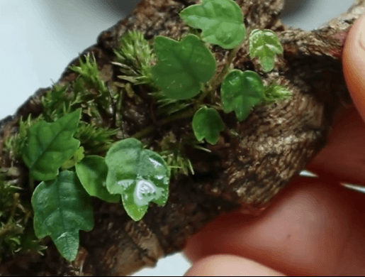 tillandsia air plant