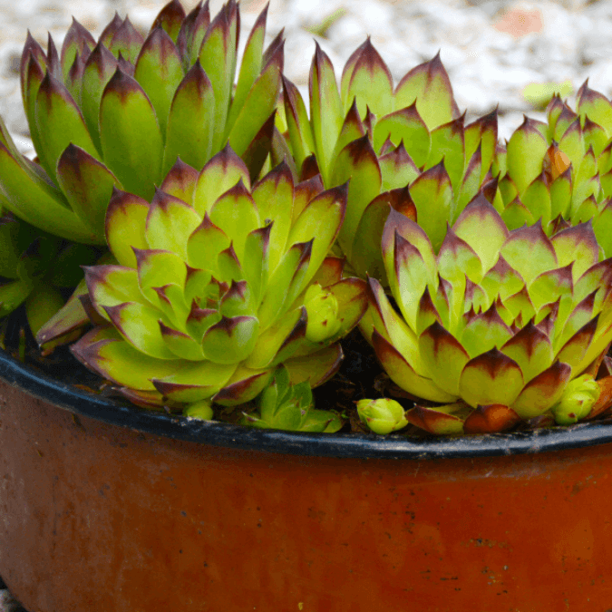 tillandsia air plant