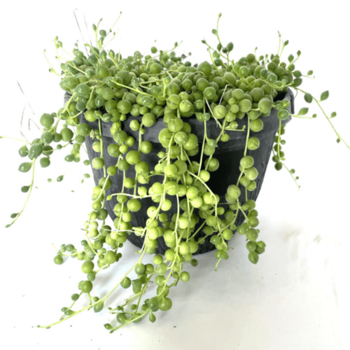 Senecio
