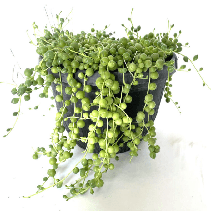 senecio bartertonicus lemon bean bush