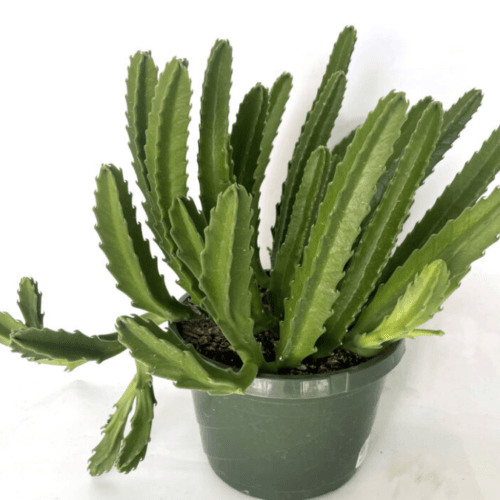 Stapelia, Huernia, and Orbea