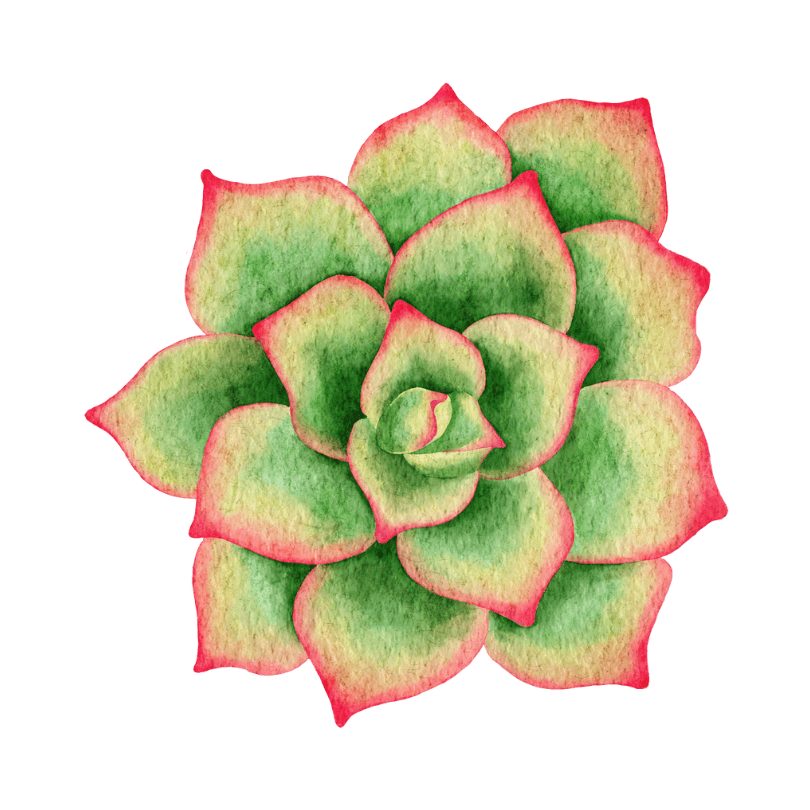 Growing hobby succulents