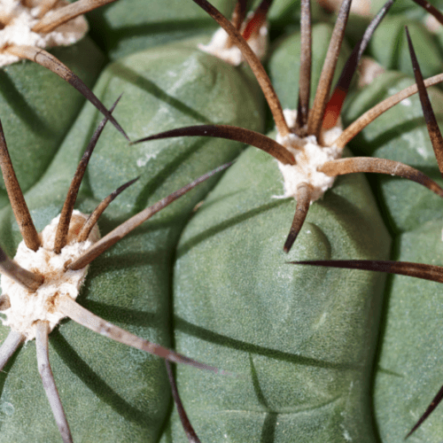 Thelocactus