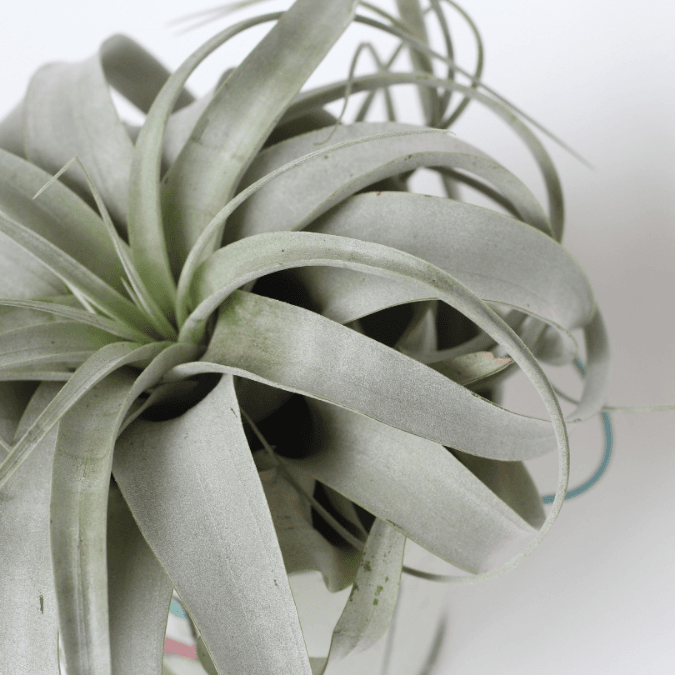 tillandsia air plant
