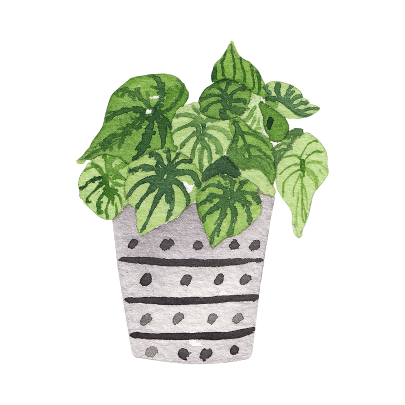 Bonsai tree at Growing Hobby