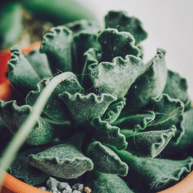 Adromischus