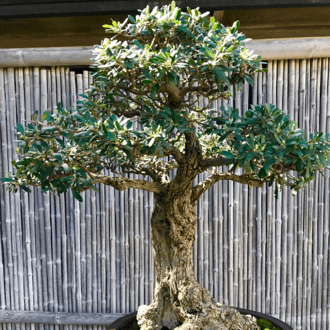 Tropical Bonsai Growing Hobby
