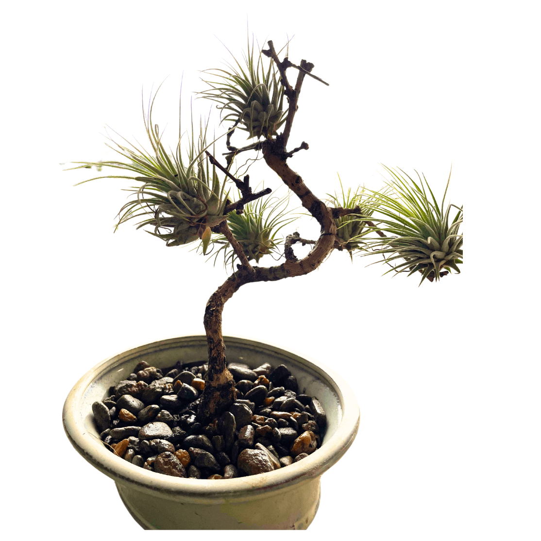 tillandsia air plant
