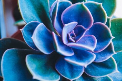 Amazing macro of an echeveria perle von nurnberg