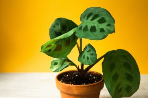 Beautiful maranta leaves with an ornament on a yellow background close-up