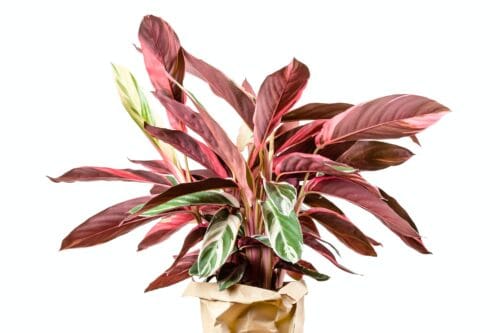 Calathea Stromanthe Triostar plant on white