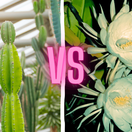 Cereus - Tropical Cactus