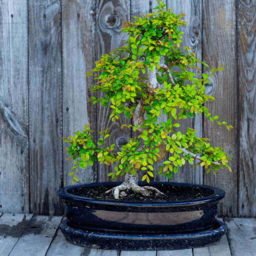 Chinese Elm