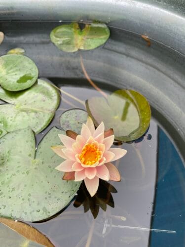 Colorado Water Lily