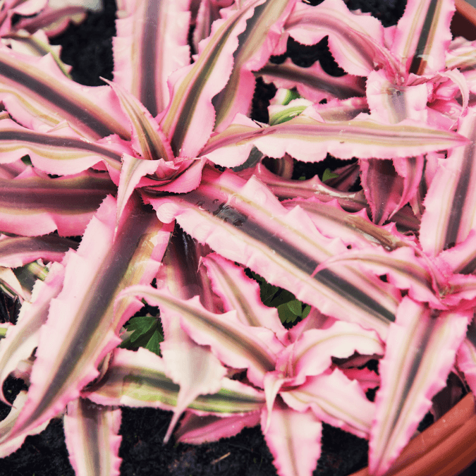 Cryptanthus Growing Hobby