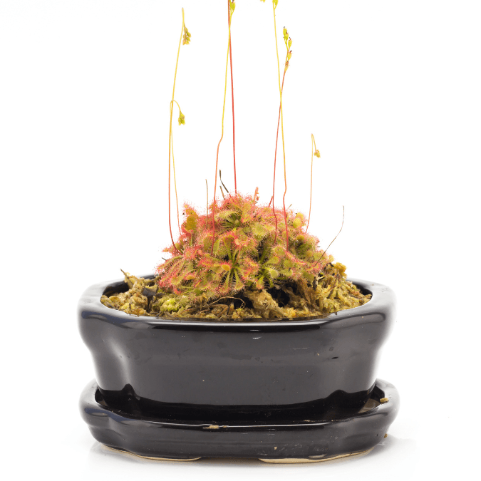 tillandsia air plant