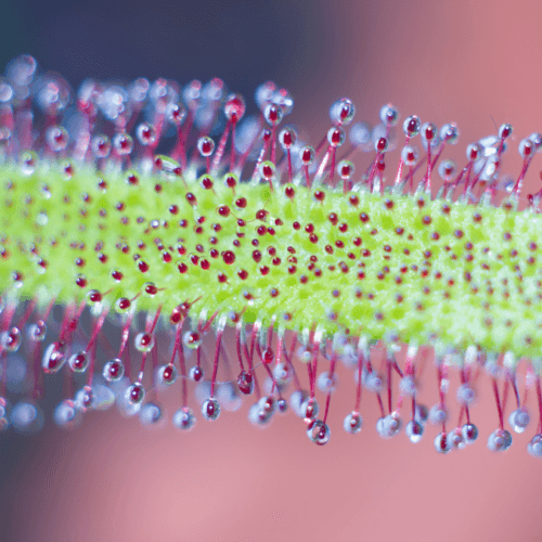 Drosera | Sundew