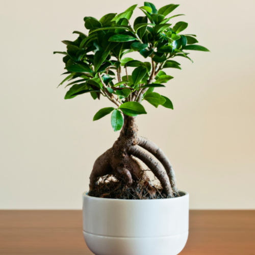 Ficus