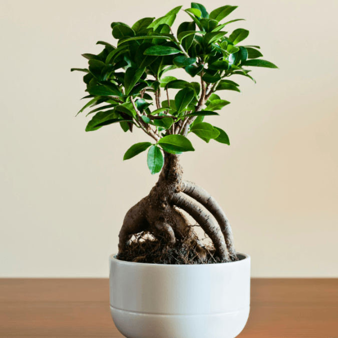 ginseng ficus microcarpa tree