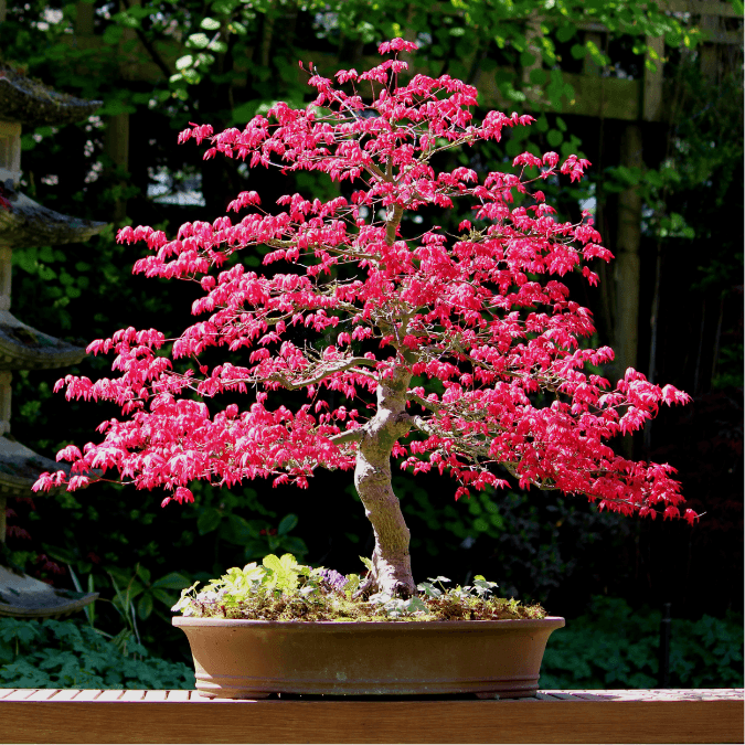 Japanese Maple - Bonsai