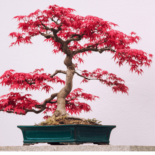 Deciduous Bonsai