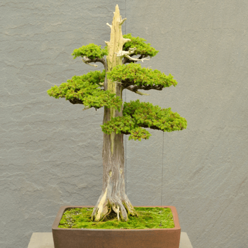 Evergreen Bonsai