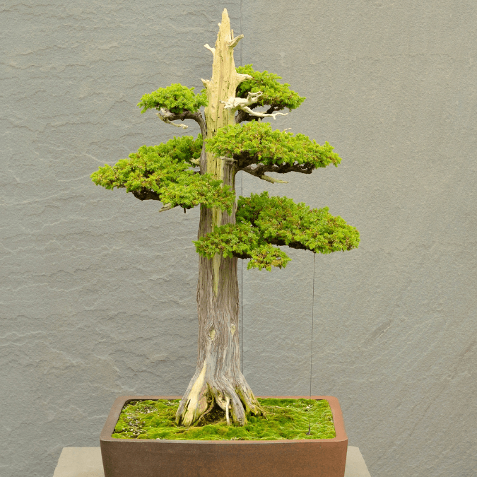 Evergreen Bonsai Growing Hobby