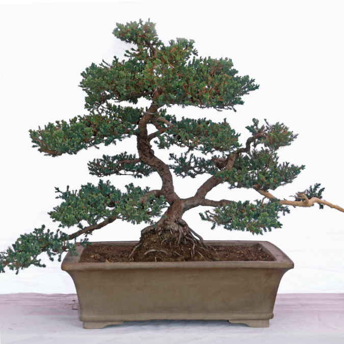 Bonsai tree at Growing Hobby