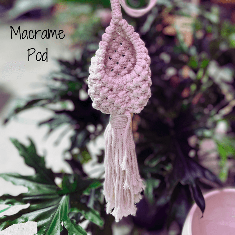 tillandsia air plant