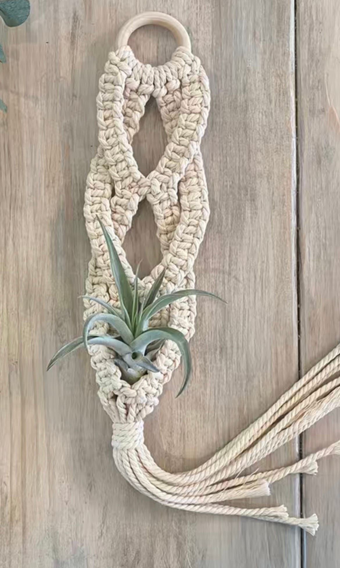 tillandsia air plant