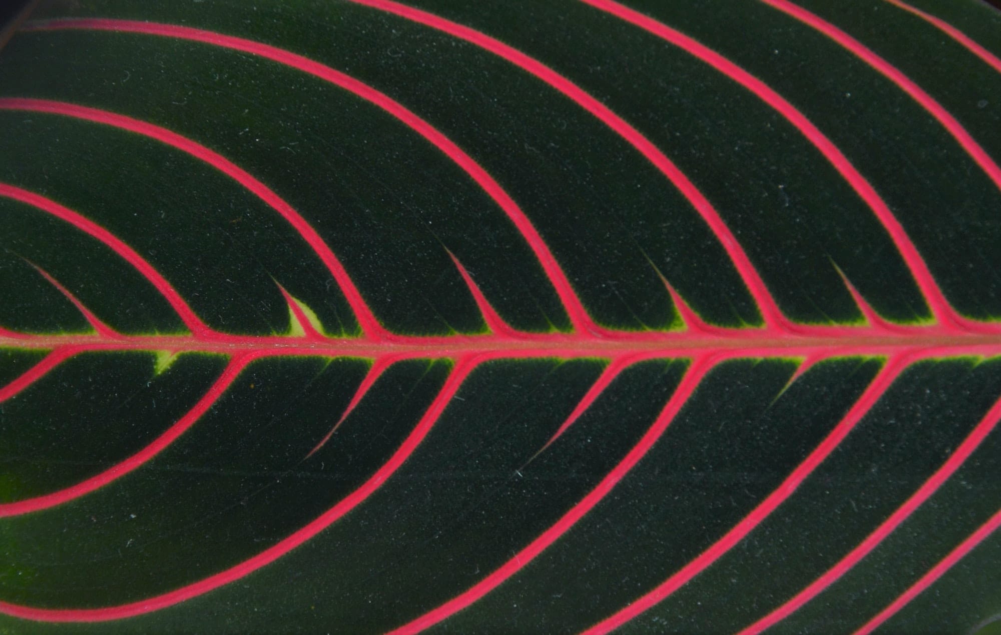 Macro of a Maranta prayer plant's leaf